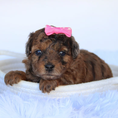Ginger - Available 11/5