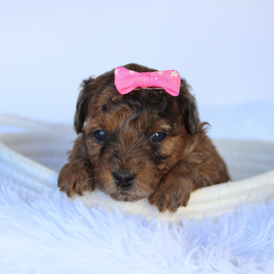Ginger - Available 11/5