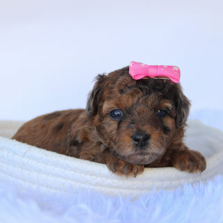 Ginger - Available 11/5