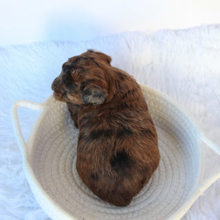 Ginger - Available 11/5