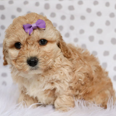 teddy bear cockapoo puppies for sale