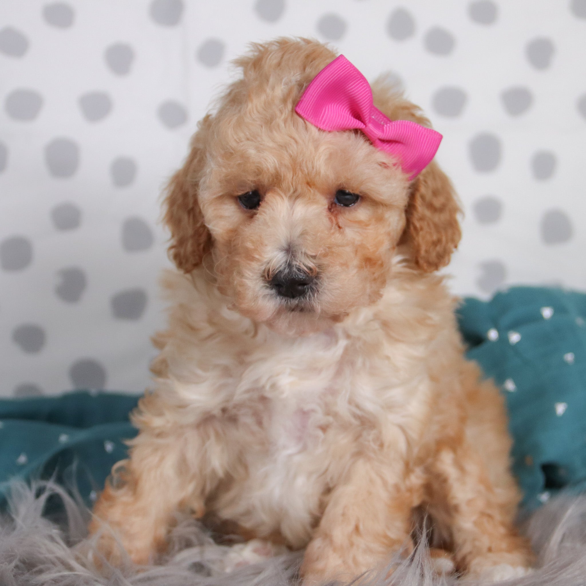 Shania All Puppies for sale Happytail Puppies