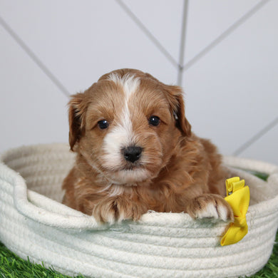 Dodger - Available 6/4