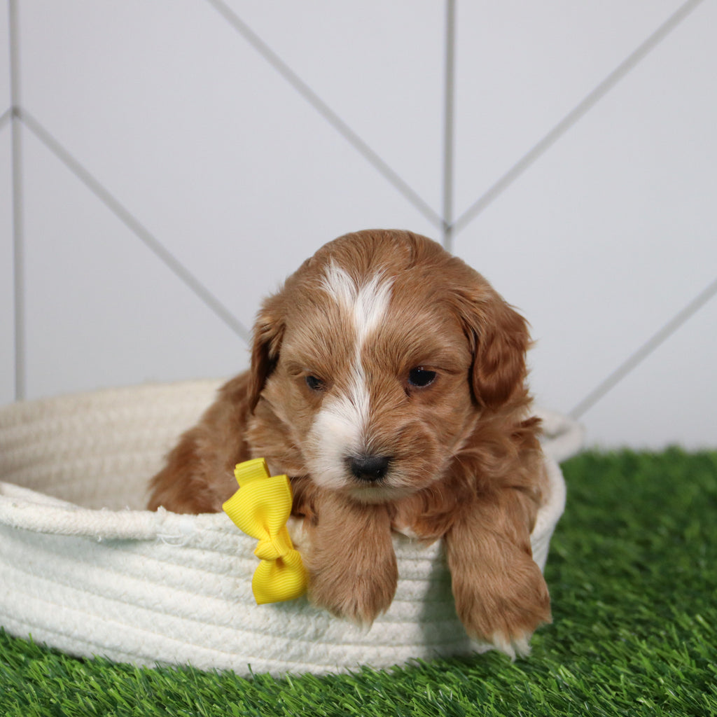 Dodger - Available 6/4