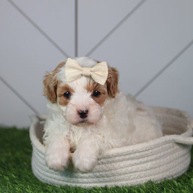 Lillian - Available 6/4
