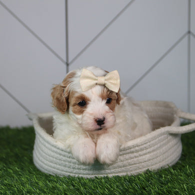 Why choose happytil puppies?