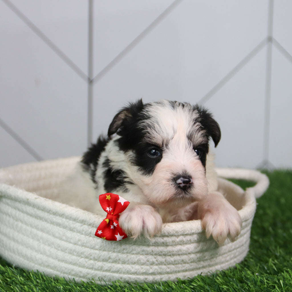 Dutton - Available 6/11