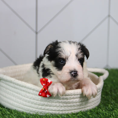 Dutton - Available 6/11
