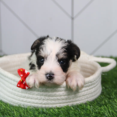 Dutton - Available 6/11