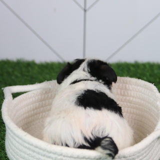 Dutton - Available 6/11