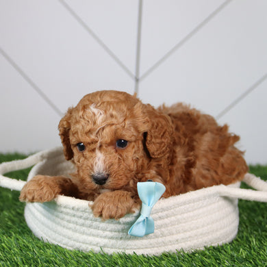Hondo - Available 6/4
