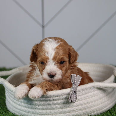 Jeff - Available 6/4