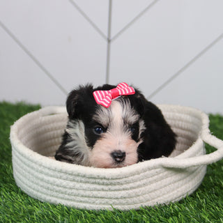 Gemma - Available 6/11