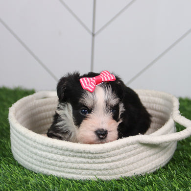 Gemma - Available 6/11