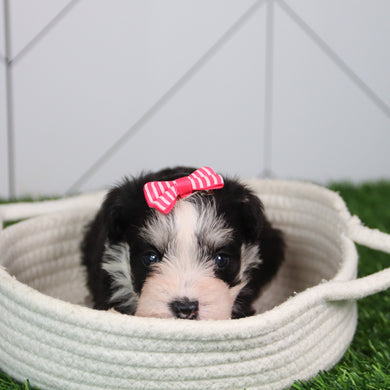 Gemma - Available 6/11