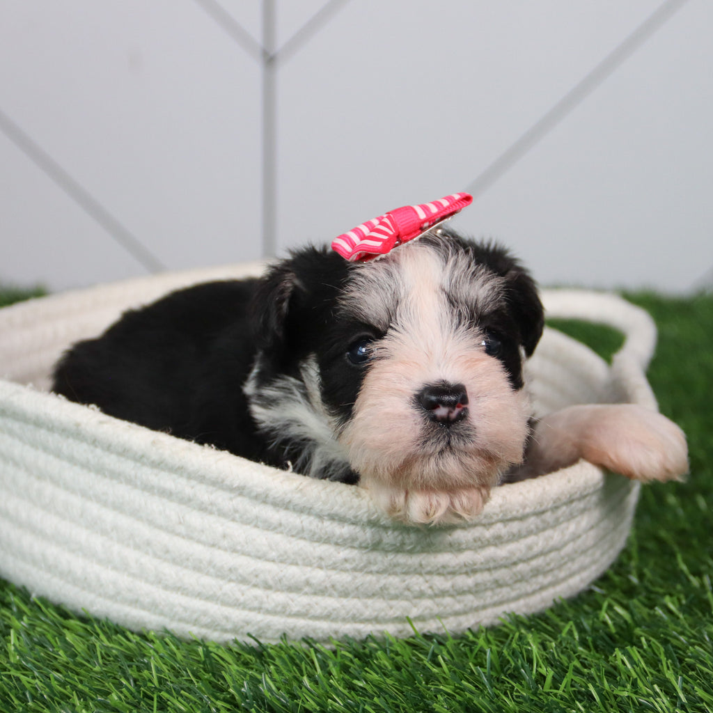 Gemma - Available 6/11