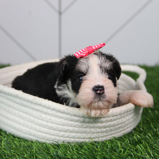 Gemma - Available 6/11