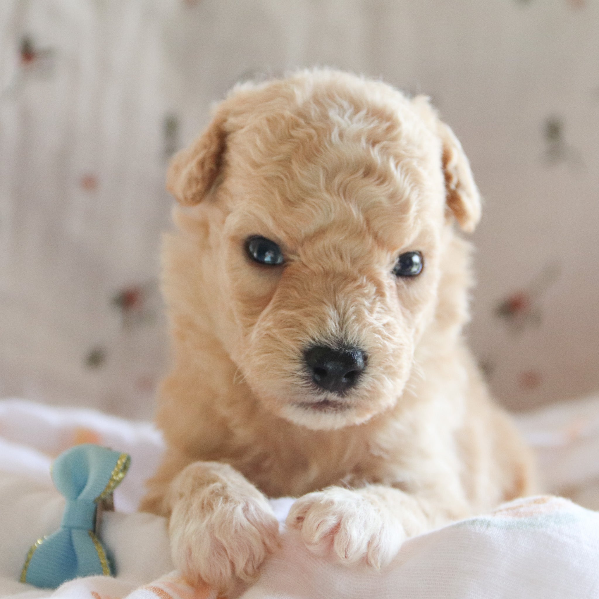 Puppies for sale in Austin, Texas