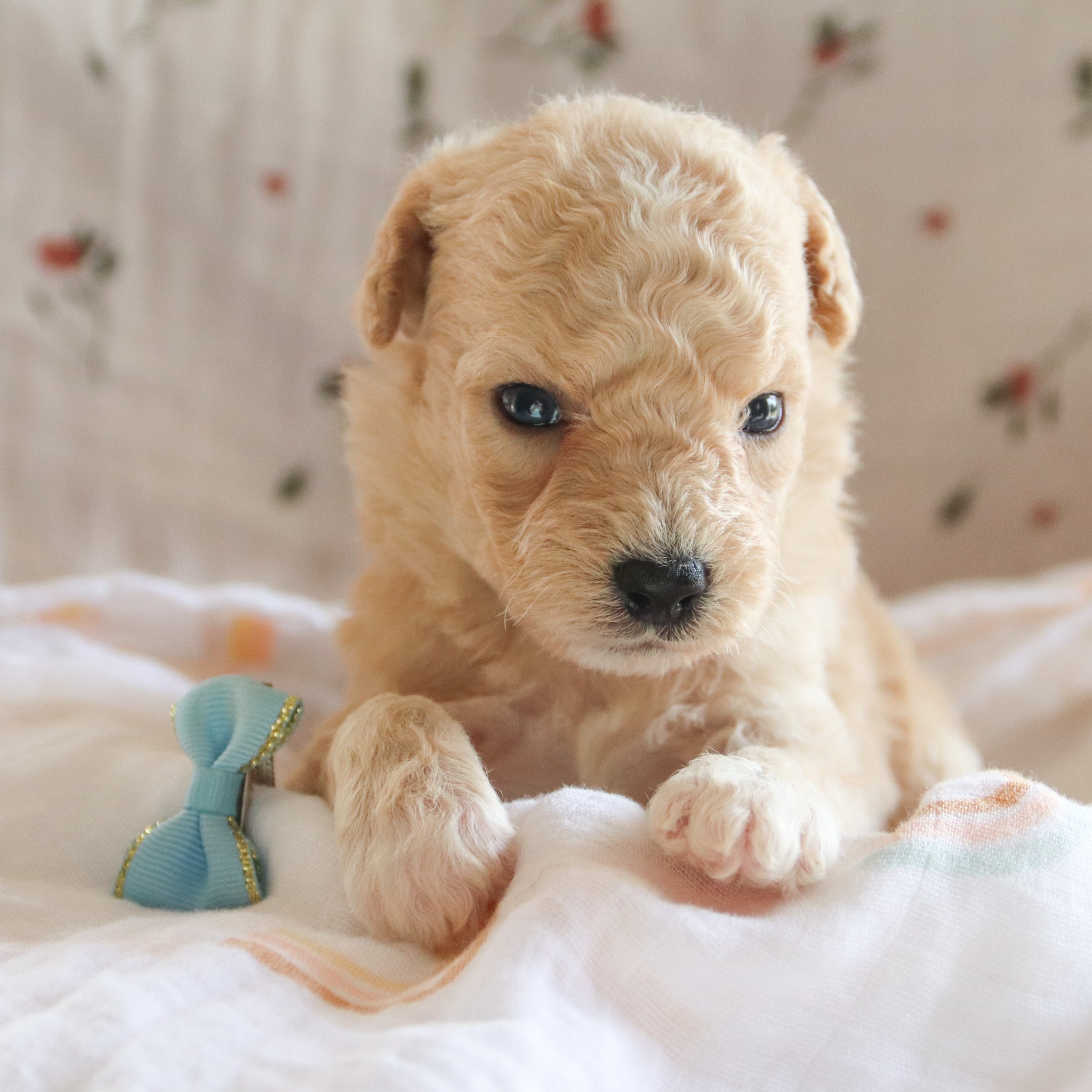 Puppies for sale in Houston