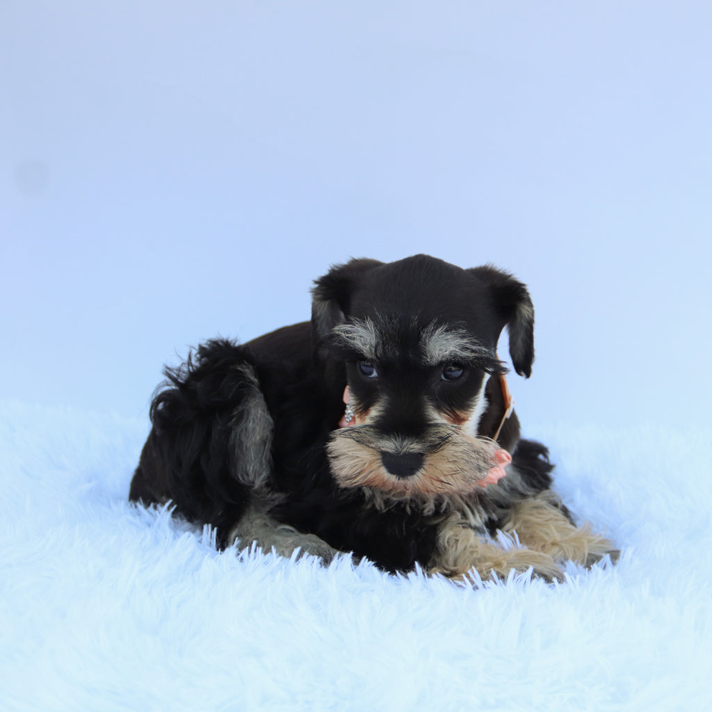 Petunia - Available Now