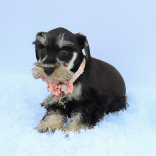 Petunia - Available Now