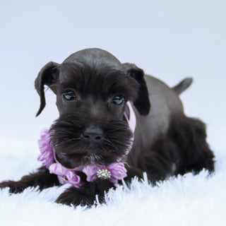 Savannah - Available Now