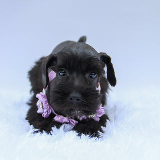 Savannah - Available Now