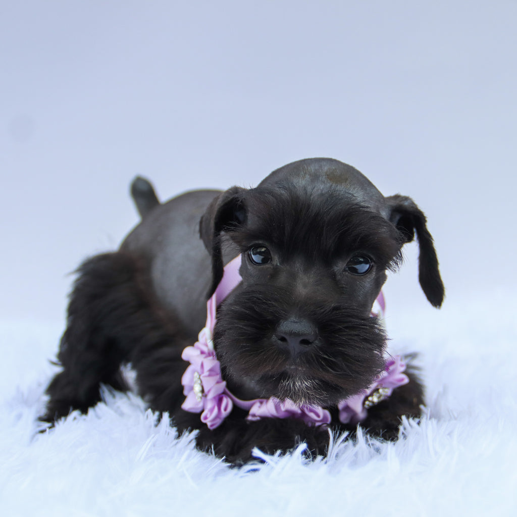 Savannah - Available Now