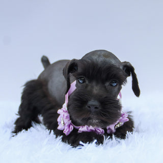 Savannah - Available Now