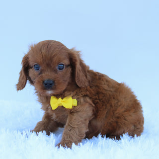 Brady - Available 7/30