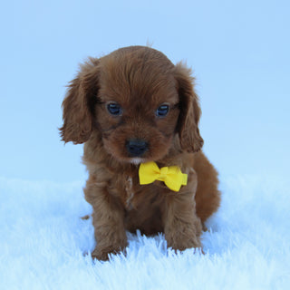 Brady - Available 7/30
