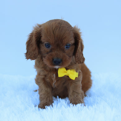 Brady - Available 7/30
