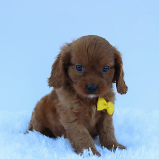 Brady - Available 7/30