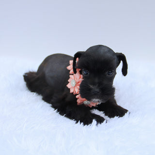 Peppa - Available 7/23