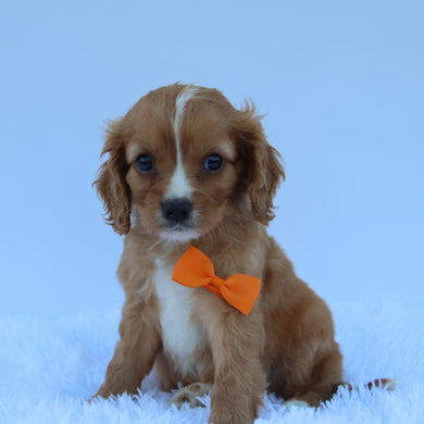 Braxton - Available 7/30