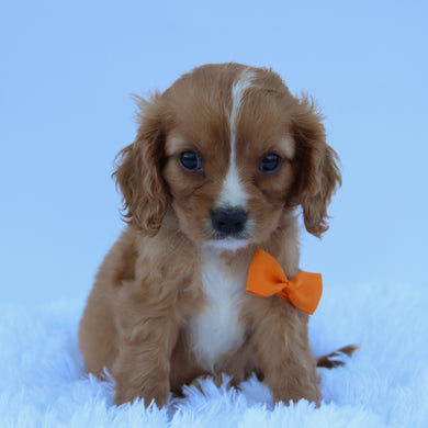 Braxton - Available 7/30