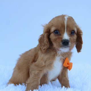 Braxton - Available 7/30
