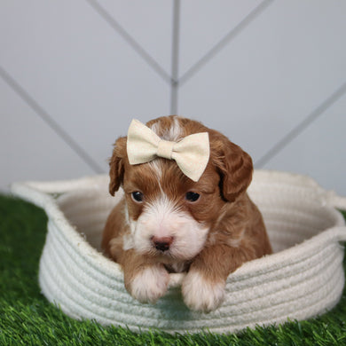 puppies for sale in oak island, nc