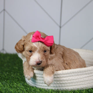 why choose happytail puppies