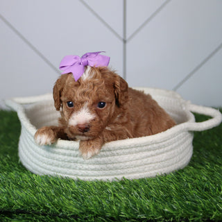 Laina - Available 6/4