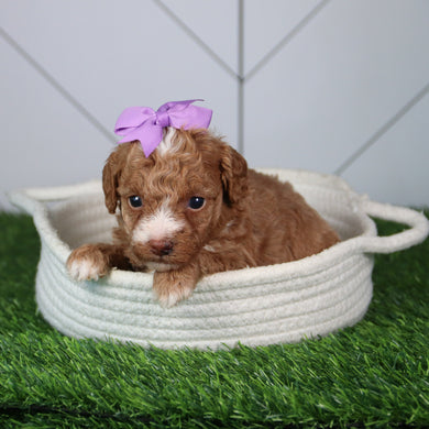 Laina - Available 6/4