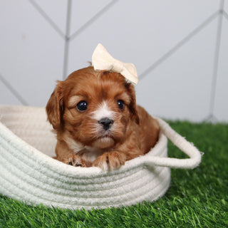 Kathy- Available 6/11
