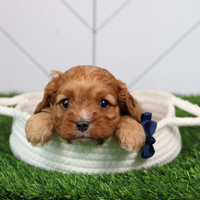 Tink - Available 6/11