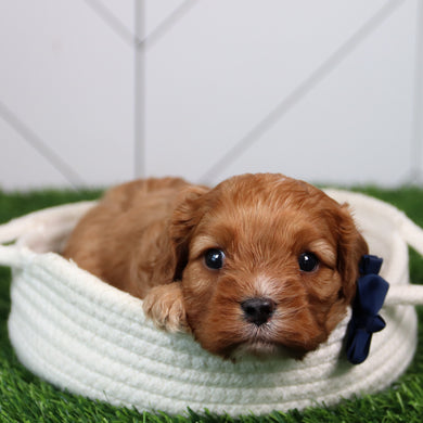 Tink - Available 6/11