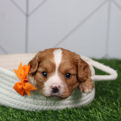 Hewie - Available 6/11
