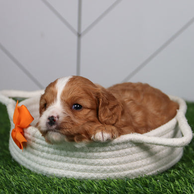 Hewie - Available 6/11