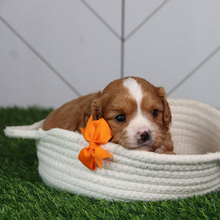 Hewie - Available 6/11
