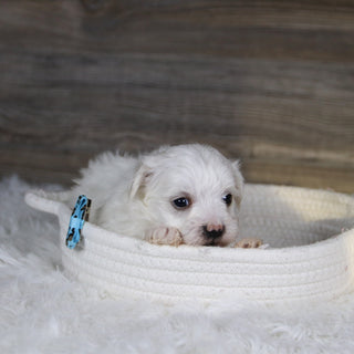 Vader - Available 2/4