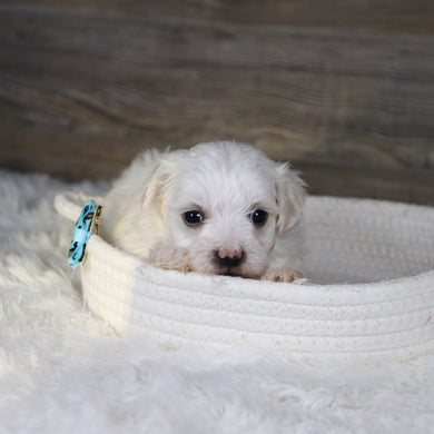 Vader - Available 2/4