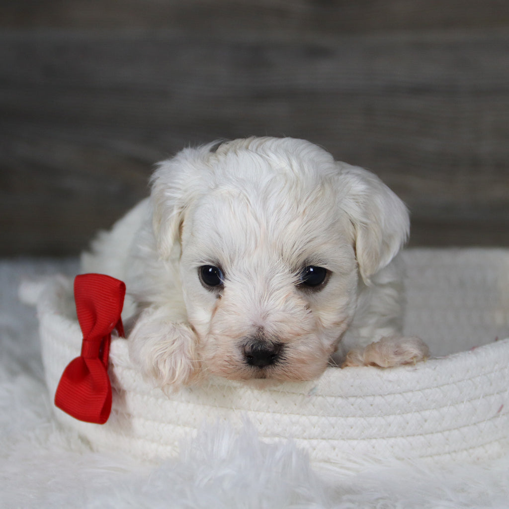 Jager - Available 2/4